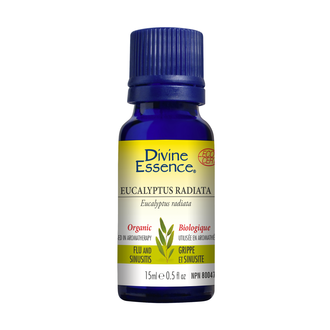 Huile essentielle d'Eucalyptus Radiata biologique